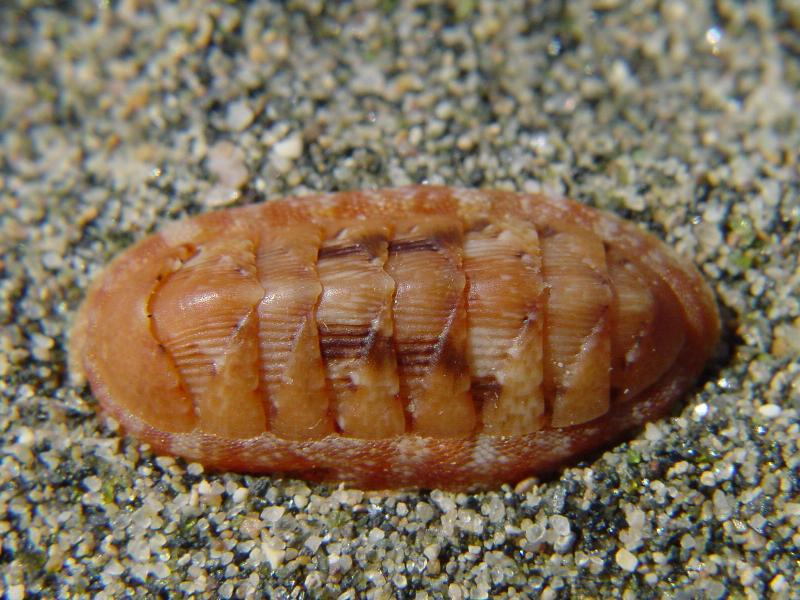 Chiton corallinus